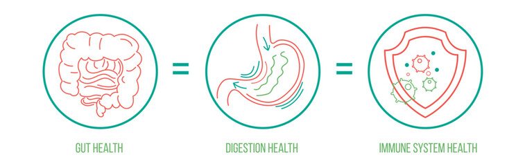 Gut - digestion - immune system health landscape poster. Useful infographic. Human internal organs connection. Editable vector illustration. Modern outline style. Medical, healthcare, scientific image