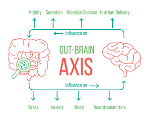 Gut - Brain AXIS landscape poster. Useful infographic. Human internal organs connection. Editable vector illustration. Modern outline style. Medical, healthcare, scientific concept