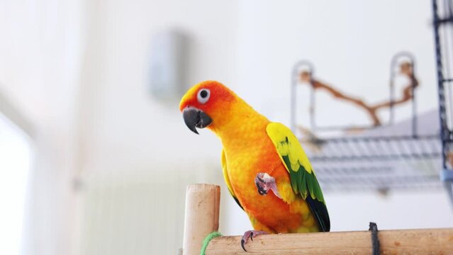 A small amusing yellow-green parrot holds food in its claws and eats. International Bird Day. World Wildlife Day. Pet feeding.