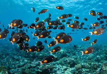 Fototapeta na wymiar Surgeonfish, French Polynesia