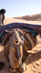 Dromedary camel (Camelus dromedarius) lying down with a saddle pack in the Sahara Desert, outside of Douz, Tunisia