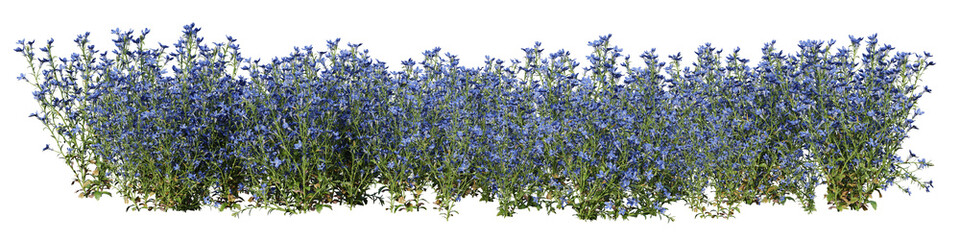 Purple lobelia erinus flower in nature, Wild flowres on forest in springtime with isolated on transparent background - PNG file, 3D rendering illustration