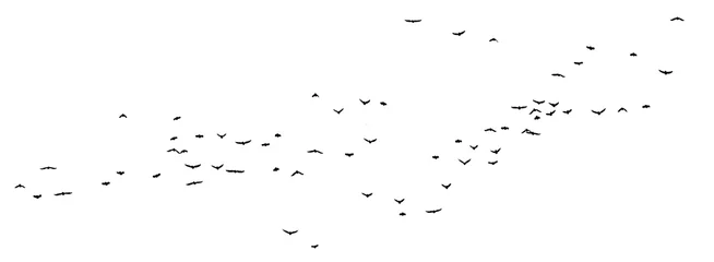 Fotobehang bird - flock of birds silhouette isolated on white clear background  © Birol Dincer 