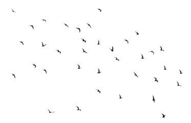 Fotobehang bird - flock of birds silhouette isolated on white clear background  © Birol Dincer 