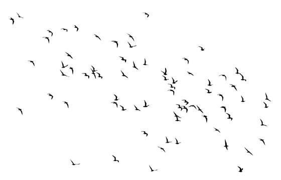 bird - flock of birds silhouette isolated on white clear background	
