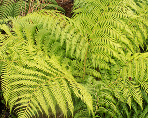background of natural fern leaves that give life and light to the beautiful garden.