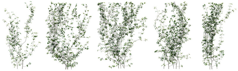 Set of Clematis Lanuginosa vine plant, Flowering vine for decorate wall and fence with isolated on transparent background. png file, 3d rendering illustration, clip art and cut - obrazy, fototapety, plakaty