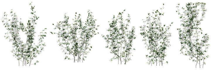 Set of Clematis Lanuginosa vine plant, Flowering vine for decorate wall and fence with isolated on transparent background. png file, 3d rendering illustration, clip art and cut - obrazy, fototapety, plakaty