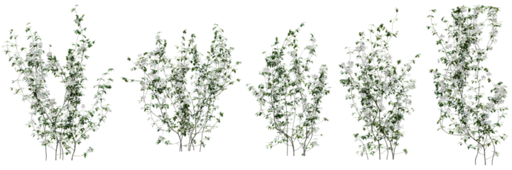 Foto op Aluminium Set of Clematis Lanuginosa vine plant, Flowering vine for decorate wall and fence with isolated on transparent background. png file, 3d rendering illustration, clip art and cut © EcoSpace
