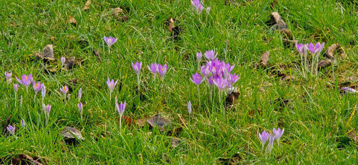 lila and white crocus flowers at spring in park