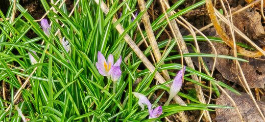 lila and white crocus flowers at spring in park