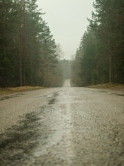 Obraz premium Fogbound Trails: Winding Roads Through the Silent Woods