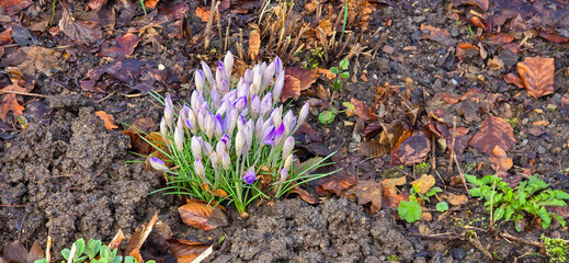 lila and white crocus flowers at spring in park