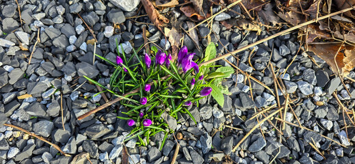 lila and white crocus flowers at spring in park
