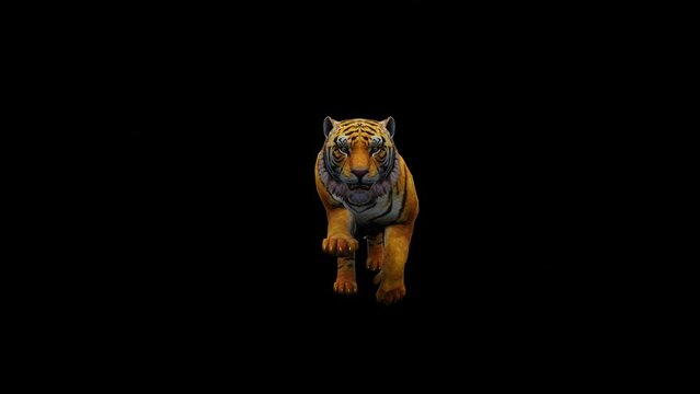 Dynamic loop: Fearless Bengal tiger running gracefully against a striking black backdrop. Elevate your projects with this captivating footage.