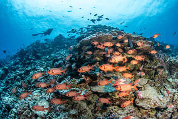 Naklejka na ściany i meble Group of soldierfish on the reef with diver, French Polynesia 