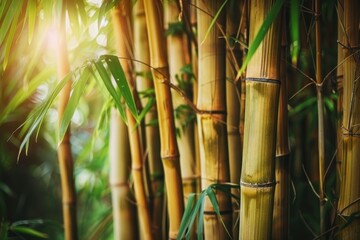 Bamboo - Natural and sustainable design background