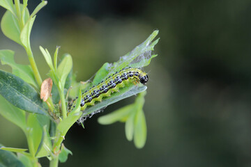 A green caterpillar that eats the leaves of ornamental plants in the garden.