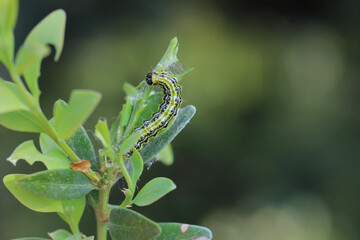 Moth larva, caterpillar plant pest on damaged plant.