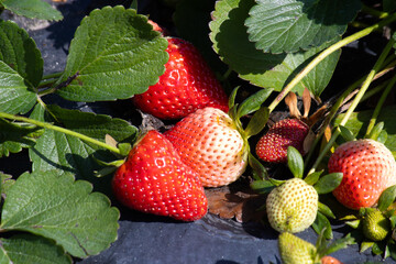 Strawberries still on the plant ripening in a field on a farm almost ready to be picked