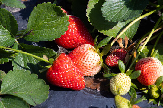 Strawberries still on the plant ripening in a field on a farm almost ready to be picked