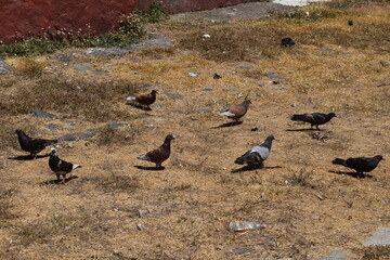 Aves silvestres de ciudad buscando comida en el pasto seco de verano