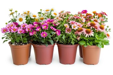 Potted flowers plants isolated on white background