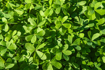 Fototapeta na wymiar Bermuda buttercup green leaves. Green bright buttercup carpet
