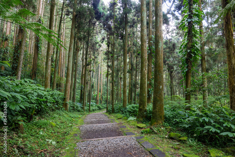 Canvas Prints hiking trail path in the tree forest