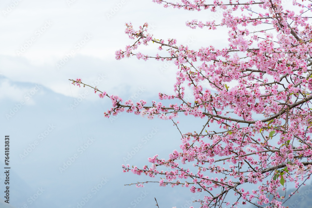 Poster beautiful pink sakura cherry blossom