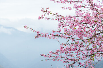 Beautiful pink sakura cherry blossom - 764183831