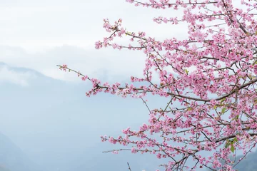 Wandcirkels aluminium Beautiful pink sakura cherry blossom © leungchopan