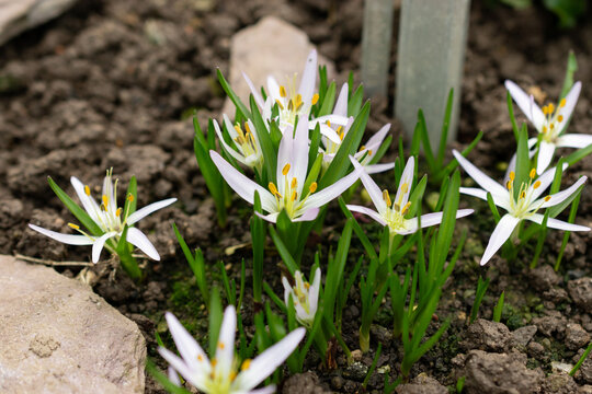Merendera Sobolifera flower in Saint Gallen in Switzerland