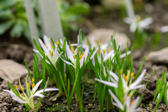 Merendera Sobolifera flower in Saint Gallen in Switzerland