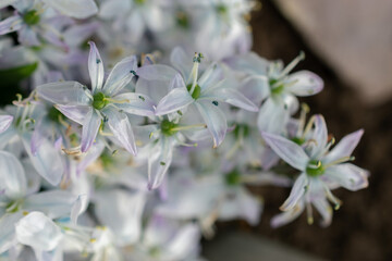 White squill or Scilla Mischtschenkoana flowers in Saint Gallen in Switzerland