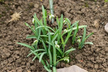 Common snowdrop or Galanthus Nivalis flowers in Saint Gallen in Switzerland