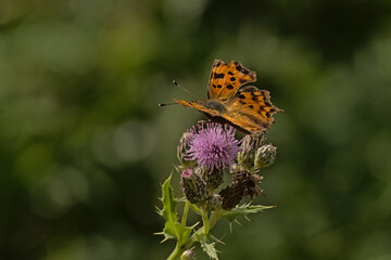 Bright orange European comma butterfly on a pink milk thistle flower, selective focus with green...
