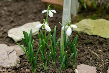Galanthus Platyphyllus flowers in Saint Gallen in Switzerland