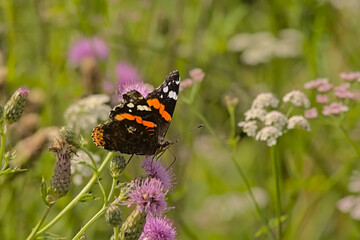 Admiral butterfly with pattern in orange, black and white on it`s wings on a flowers, selective focus with bokeh background - Vanessa atalanta