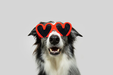 Portrait funny border collie dog celebrating valentine's day. Isolated on grey background