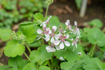 Erodium Pelargoniifolium plant in Saint Gallen in Switzerland