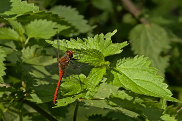 . Bright red ruddy darter sitting on a sunny green nettle leaf, selective focus - Sympetrum sanguineum 
