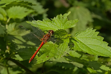 . Bright red ruddy darter sitting on a sunny green nettle leaf, selective focus - Sympetrum sanguineum 