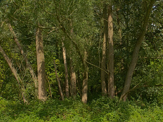 Sunny green summer forest in Durmmeersen nature reseerve, Ghent, Flanders, Belgium 
