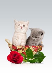 Charming cute domestic cat with a fresh rose
