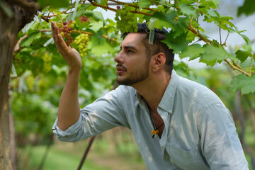 Handsome man entrepreneur touching grape on branch to check quality of grape in organic vineyard.