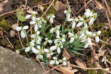 Galanthus Gracilis flowers in Saint Gallen in Switzerland