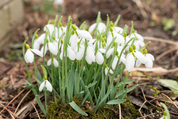 Galanthus Gracilis flowers in Saint Gallen in Switzerland