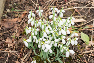 Galanthus Gracilis flowers in Saint Gallen in Switzerland