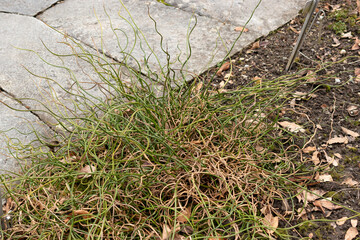 Common rush or Juncus Effusus plant in Saint Gallen in Switzerland